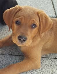 Old house labrador retrievers * old house labs reserves the right to first choice of litters *in general, old house labs sells the fox red on limited registration unless exceptions are agreed upon ahead of time. Foxred Labrador Puppy Fox Red Labrador Puppy Lab Dogs Fox Red Labrador