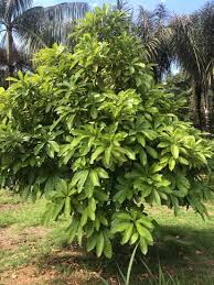 Image result for Pouteria altissima