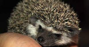 Baby Hedgehog Hedgehog For Sale Baby Hedgehog Hedgehog