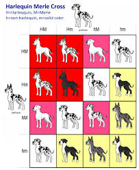 Great Danes Merle And Harlequin Breeding Chart Great Dane Great Dane Funny Great Dane Puppy
