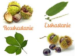 Esskastanien Selber Sammeln Esskastanien Kastanien Essen