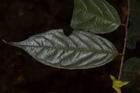 Image result for Triumfetta annua