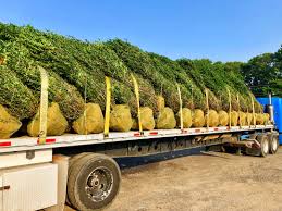 Image result for Gnidia virescens