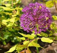 Image result for eustoma Balboa