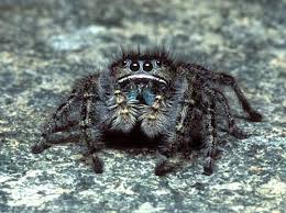 There is simply no other place on earth quite like it. Spider Species You Can Find In British Columbia British Columbia Magazine