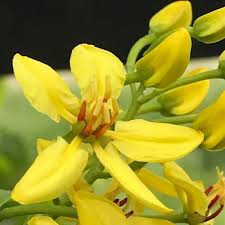 Image result for Tristellateia