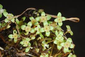 Image result for Elatine