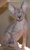 Color pattern of Sphynx cats - Abeitagatos Sphynx