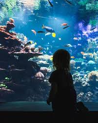 What Surprised Me Most Yesterday That She Was Most Excited To Watch The Fish And After We Left She Kept Asking To Go Back So I Family Travel Instagram Travel