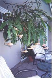 The large, tropical looking flower blooms at night and is wilted by the morning. Sunday Scent Experience Night Blooming Cereus Steemit