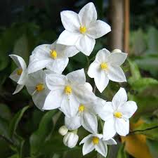 Image result for Solanum laxum