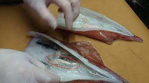 イカの「精子」は食べるな危険！生食すると激痛…口腔手術が必要な場合も 「アニサキスと同じくらい怖い」 ｜まいどなニュース