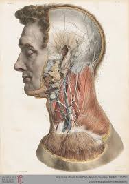 Muscles Of The Neck Anatomy Antique Vintage Medical Illustration Ilustracao Medica Corpo Humano Anatomia