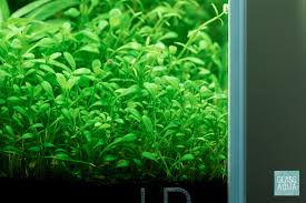 Image result for Glossostelma