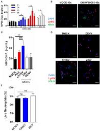 Rashes caused by an antibiotic allergy may last 3 to 14 days, whereas diaper rash almost always clears up within 1 week (if diapers are changed frequently). Frontiers Neutrophil Extracellular Traps Effectively Control Acute Chikungunya Virus Infection Immunology