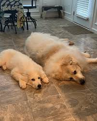 Carley Cantrell Higareda (@carleyhigareda) · Instagram 照片和视频