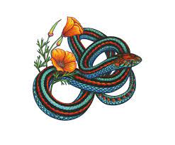 San Francisco Garter Snake Drawing Google Search Snake Drawing Garter Snake Snake And Flowers