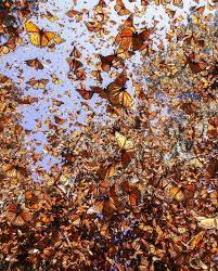 Butterflies Monarch Butterfly Monarch Butterfly Migration Butterfly Wallpaper