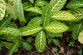 Image result for Sanchezia speciosa