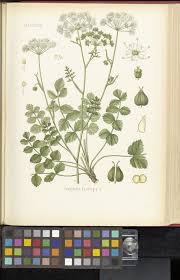 Image result for Pimpinella sp. A. of FZ 4: 594