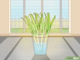 However, it is advised you plant seeds directly in the soil as opposed to starting the green onion seeds indoors. 3 Ways To Grow Onions Indoors Wikihow