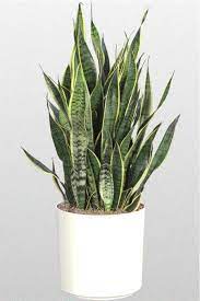 Snake Plant House Plants Household Plants Snake Plant