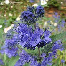 Image result for Caryopteris odorata