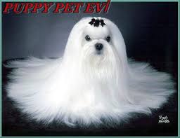 Satilik Sifir Numara Maltese Terrier Yavrulari 0542 220 98 02 Pet Groomer Bursa Facebook 22 Photos