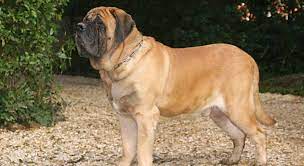 Welcome to the great plains mastiff rescue foundation website! English Mastiff Puppies For Sale Greenfield Puppies