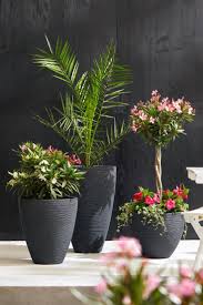 Schicke Kombi Oleander Palmen Palmen Garten Pflanzideen Topfpflanzen