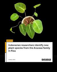 Image result for Araceae