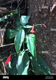 Image result for Ruellia brevifolia