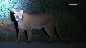 Two mountain lions killed a family dog around 8.30pm on 31 december, and valley county sheriff's office deputies and idaho game officers worked alongside a local houndsman to track and kill the animals. Woman Fights Off Mountain Lion With Her Bare Hands When It Attacks Her Dog Video Abc News