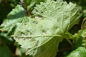 Image result for spider mites cucumber plants
