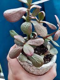 Jade plant wilting and dying. What Is Causing These Wilted Jade Plant Leaves I Cant Figure Out If I M Under Over Watering Thanks Plantclinic
