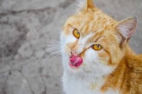 My 8 month old kitten recently started showing his third eyelid. Why Do Cats Have A Third Eyelid Cattitude Daily