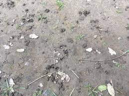 In this article, we'll discuss the common culprits who dig and burrow, take a look at the holes in the lawn and match them to the guilty parties. Eek Earthworms On The Grinding Rock