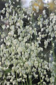 Image result for Briza