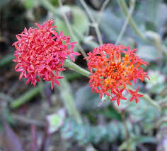 Image result for Kleinia fulgens