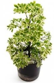 While it can be considered an outdoor ornamental shrub in usda the key to keeping ming aralia happy lies in mimicking its native tropical environment. Vamsha Nature Care Aralia Plant Price In India Buy Vamsha Nature Care Aralia Plant Online At Flipkart Com