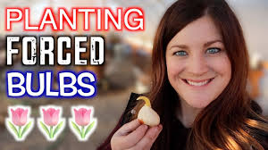 Mini Nursery Tour + Planting Forced Bulbs 🌿🌷💚 // Garden Answer