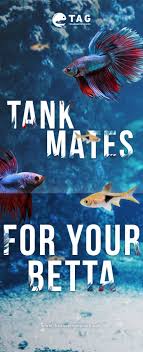 Do You Know Which Fish Is The Best Tank Mates For Your Beautiful Betta Fish Betta Fish Tank Mates Betta Fish Tank Betta Tank Mates