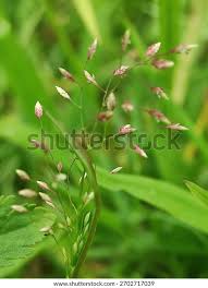 Image result for Eragrostis unioloides