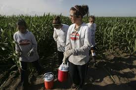 Corn Detasseling Season Is Upon Us – South County News