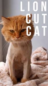 Let's examine each of them: Lion Cut Cat Fun And Practical Grooming Technique Or Big Mistake