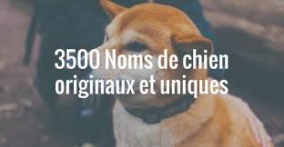 Nom De Chien Originaux Et Uniques En P Pour L Annee 2019 Nom De Chien Nom De Chien Original Nom De Chien Male