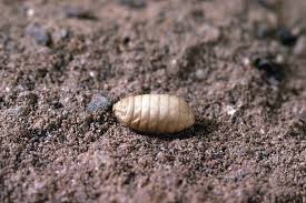 Image result for Rhagoletis completa