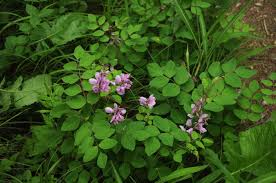Image result for Indigofera kirkii