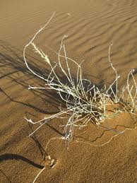 Image result for Centropodia glauca