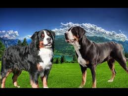 Maybe you would like to learn more about one of these? Bernese Mountain Dog Vs Greater Swiss Mountain Dog Dog Videos Mr Friend Youtube